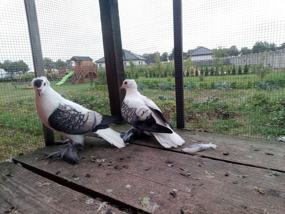 Czajka czajki saksonskie