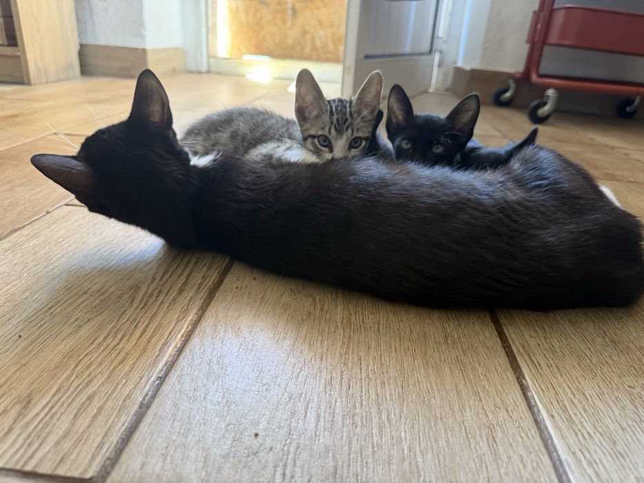 Gatinhos bebés para adoção responsável