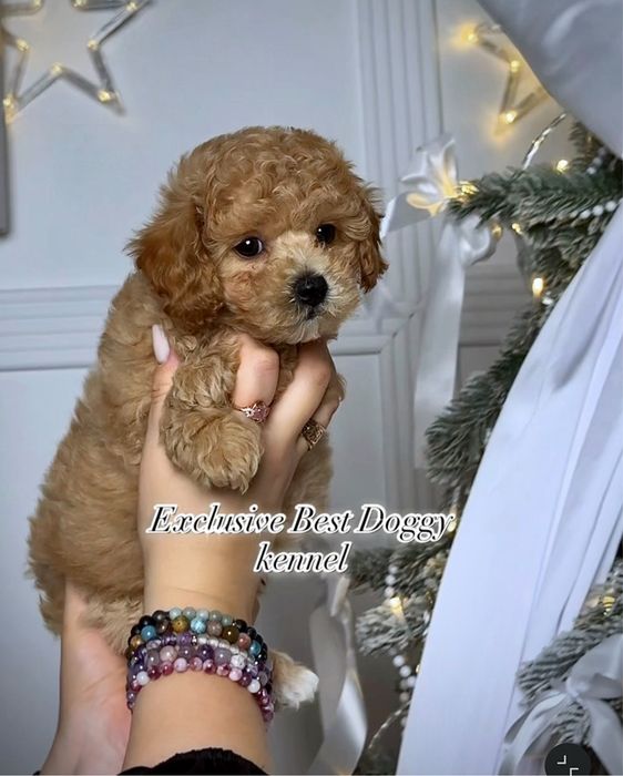 Цуценята мальтіпу ф1.  Шикарні VIP міні мальтіпу 3  міс. Мальтіпу