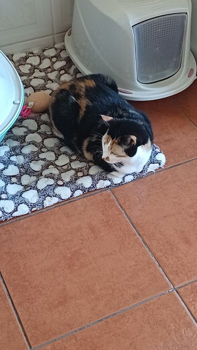 Doação de gatinha meiguinha