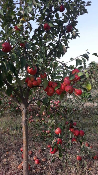 Продам дачу в с. Базарово