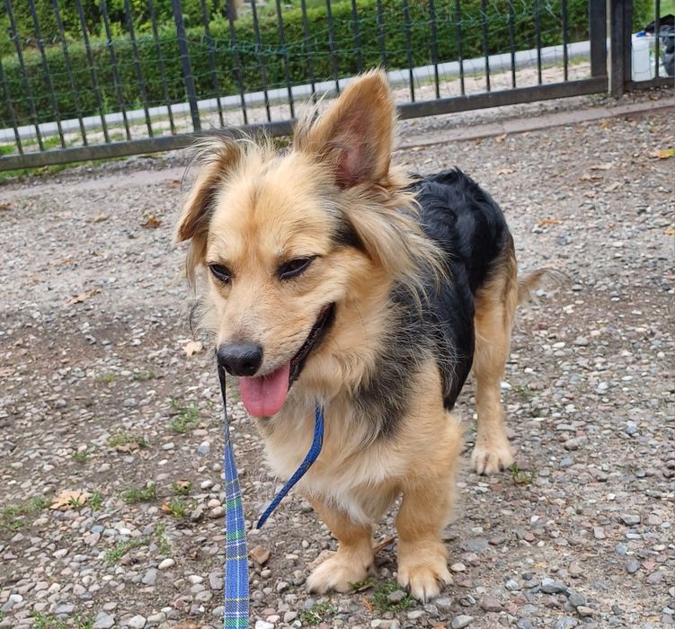 Foksik - 3 letni, mały, spokojny i miły psiak