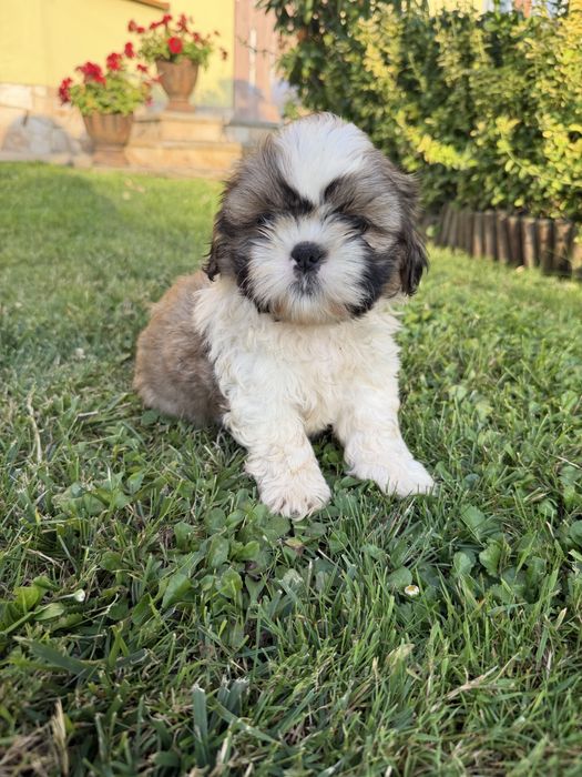 Shih-Tzu słodziutki piesek gotowy do odbioru!!