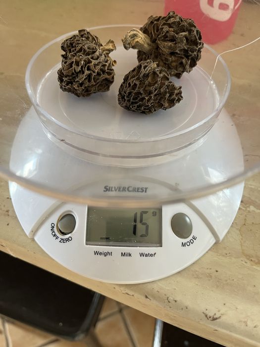 Trzy suszone smardze 15 gramów maj 2025