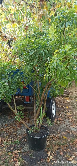 Очень большие фикусы бенджамена и шефлеры для больших помещений