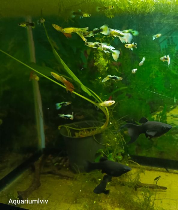 Молодь Гупі дамбо