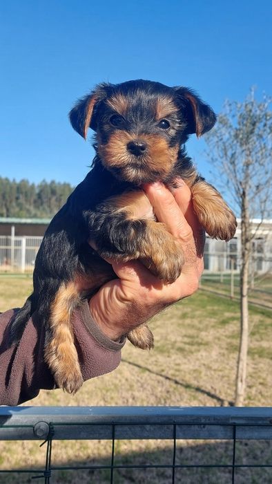Menino Yorkshire Terrier TOP