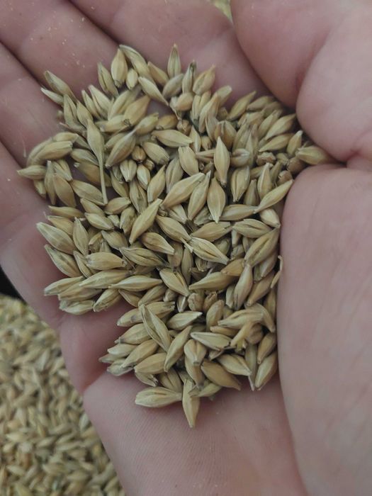 Sprzedam jęczmień ze zbioru 2025r.