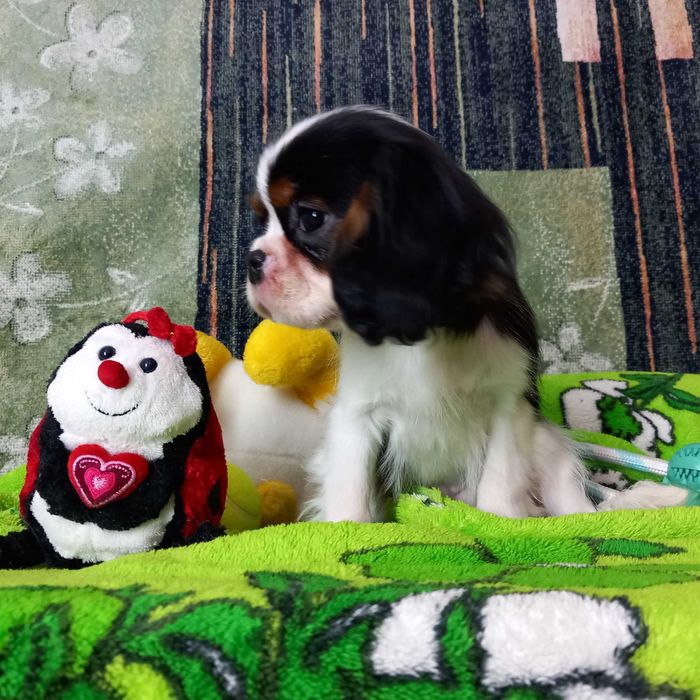 Кавалер кінг чарльз спаніель