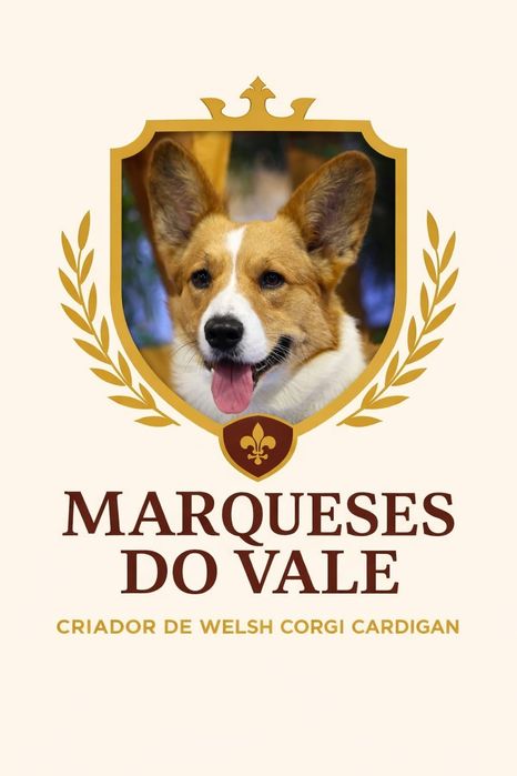 Welsh Corgi cardigan de excelência