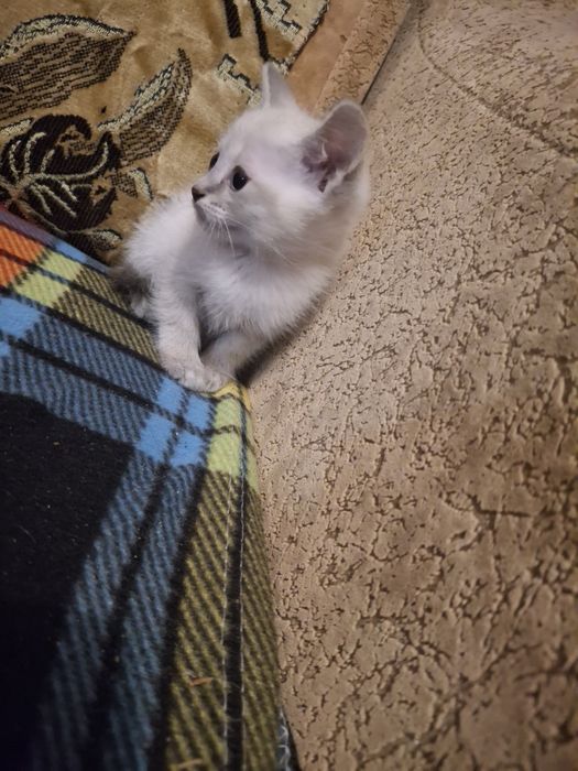Котик у добрі руки