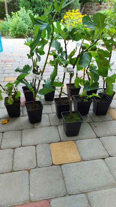 Продам  саженцы , черенки лучших и проверенных сортов инжира.
