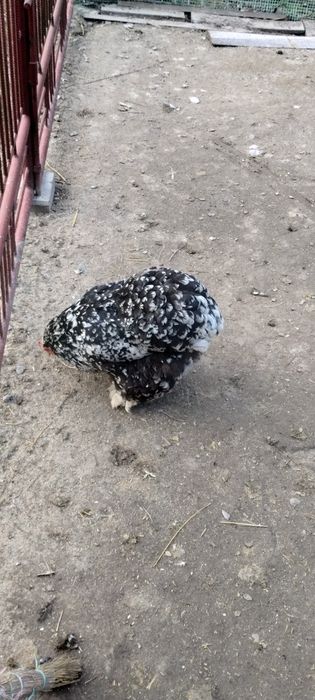 Jaja lęgowe kochin olbrzymi
