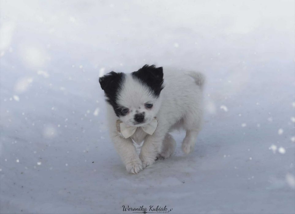 FRESCO - Długowłosy Chihuahua