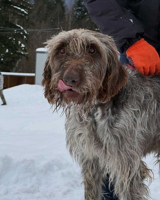 Арі, дратхаар, шукає дім