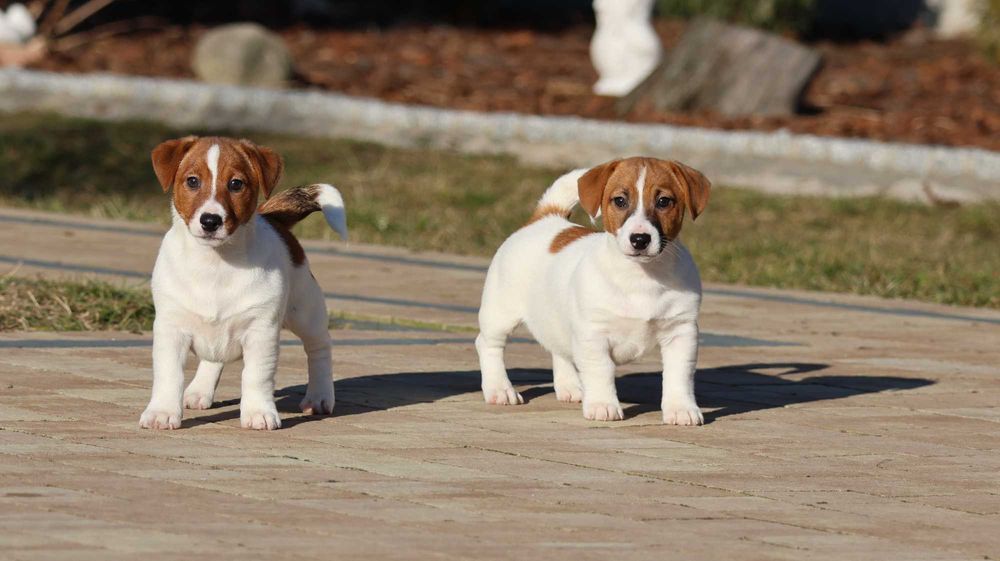 ARES Jack Russell Terrier ZKwP (FCI) -z wzorcowej hodowli piesek