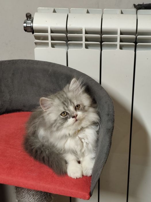 Persa MENINO fofinho