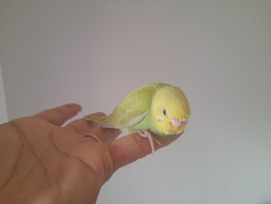 Piriquitos australianos