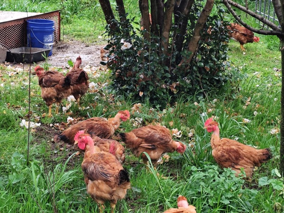 Galos criados ao ar livre