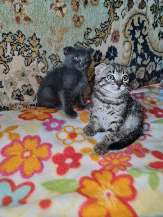 Віслоухі кошенята віслоухі котята порода Скоттіш Фолд Шотланська вісло