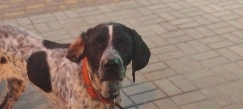 Отдаём курцхаара в хорошие руки