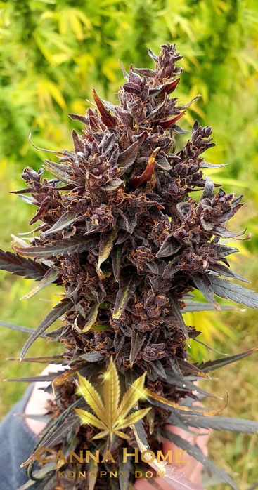 Topy Cannabis Sativa 50g PURPLE CBD CBG THC konopny Full spectrum