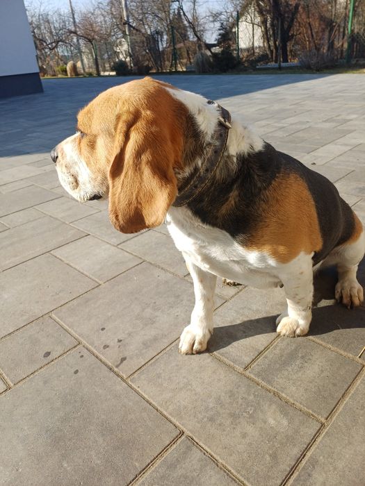 Suczka beagle 4letnia