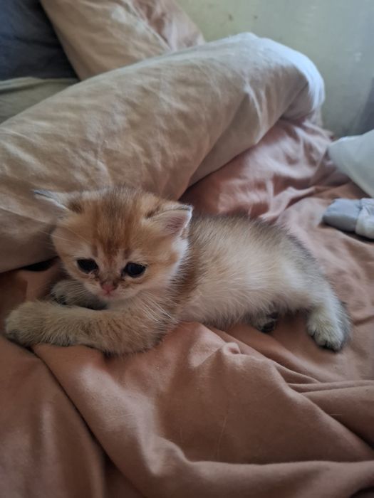 шотланське кошеня