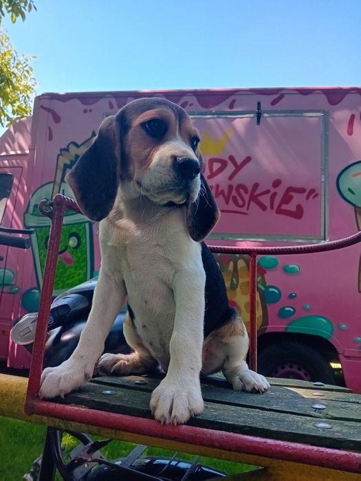 Sprzedam szczeniak Beagle