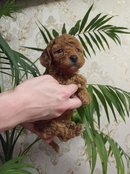Классная Девочка Пудель