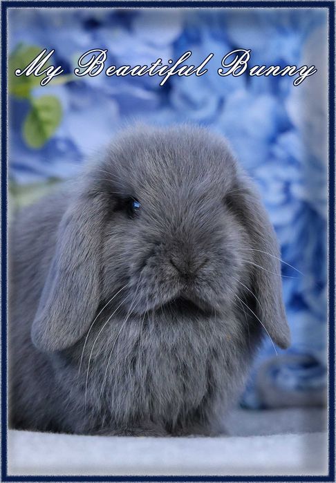 Piękny Królik Mini Lop - Niebieski