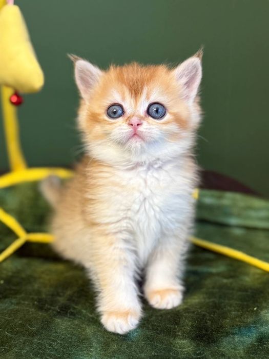 Британские котята золотая шиншилла