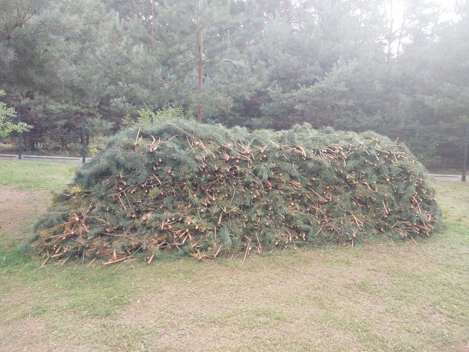 Ścinki z sosny za darmo.