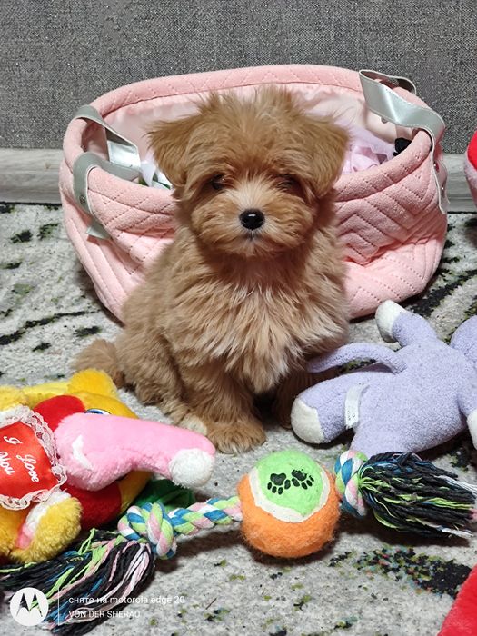 Міні мальтіпу,Суперова Краля