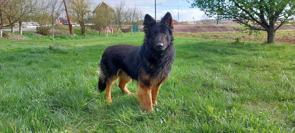 В'язка собак вівчарки кобель