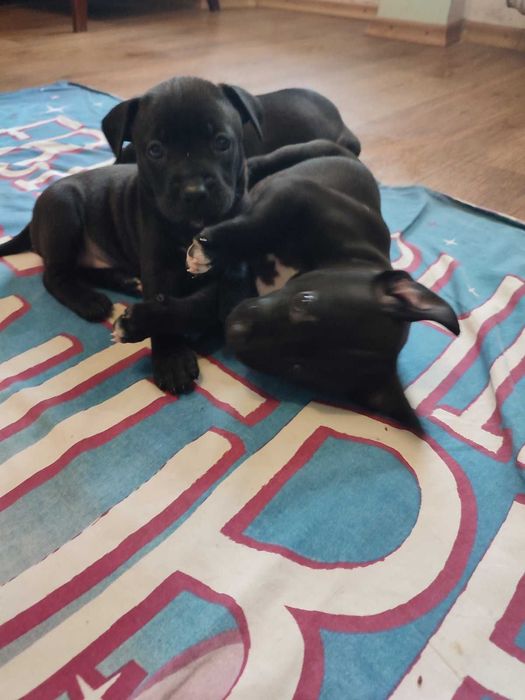 Продаж цуценят Американського стаффоршидського терьера