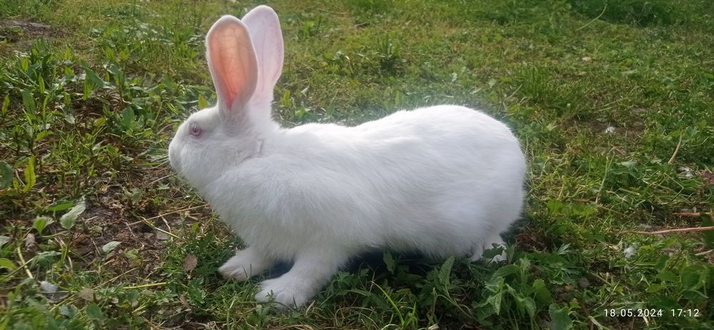 Термонці самки самці