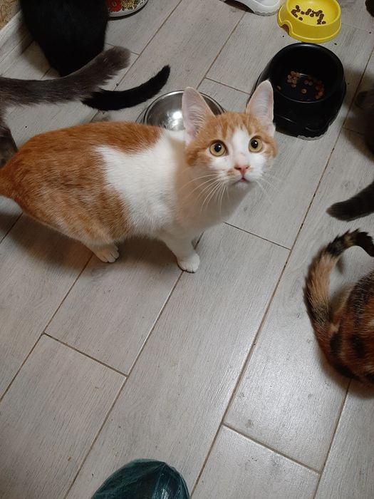 Котик в добрі руки!