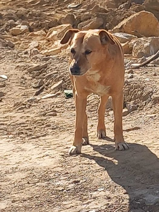 Menino para Adoção