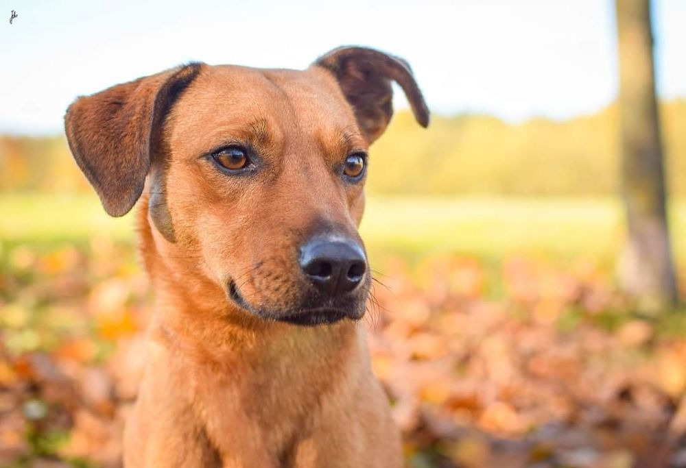 1,5 roczny delikatny psiak prosi o Dom!