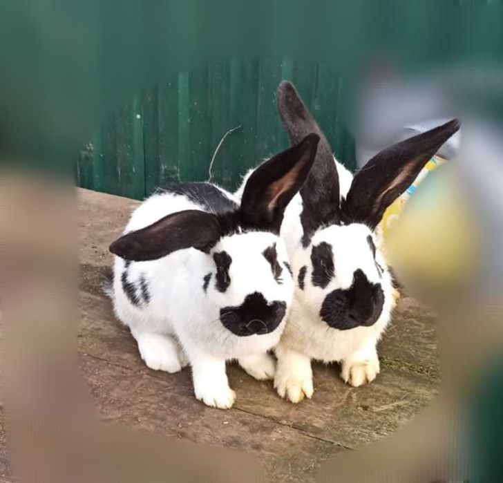 Кролі строкачі від 200 грн