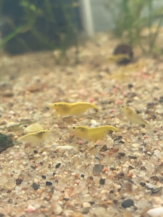 Camaroes/neocaridinas