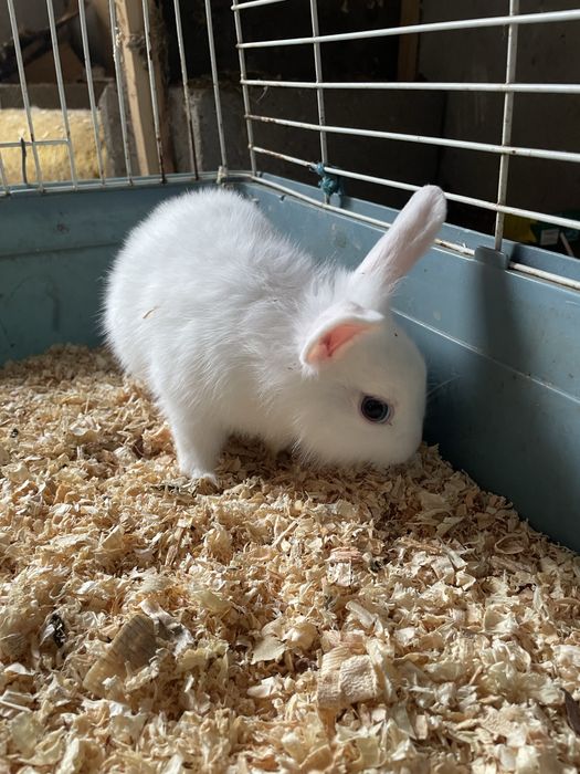 Coelhos anões de pelo longo