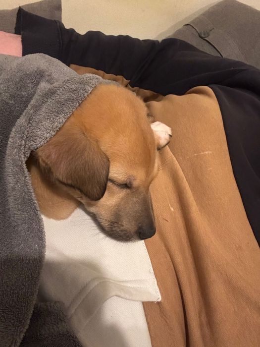 Dou cão bebé 4 meses