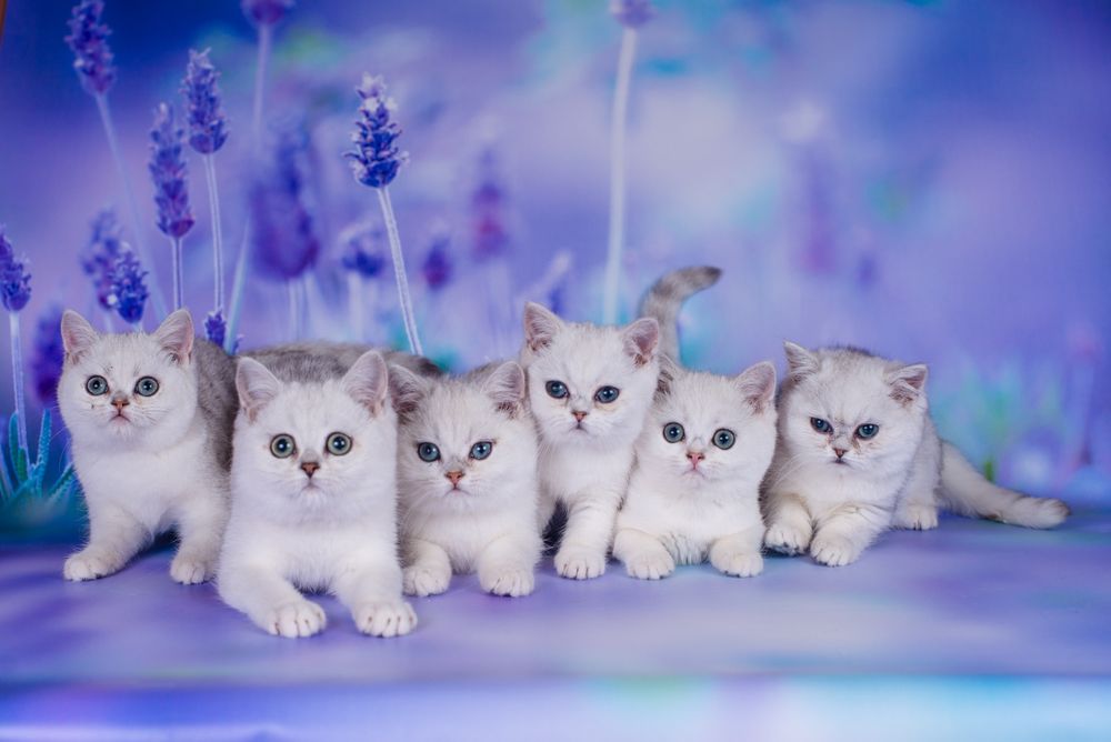 Сріблясті шиншили