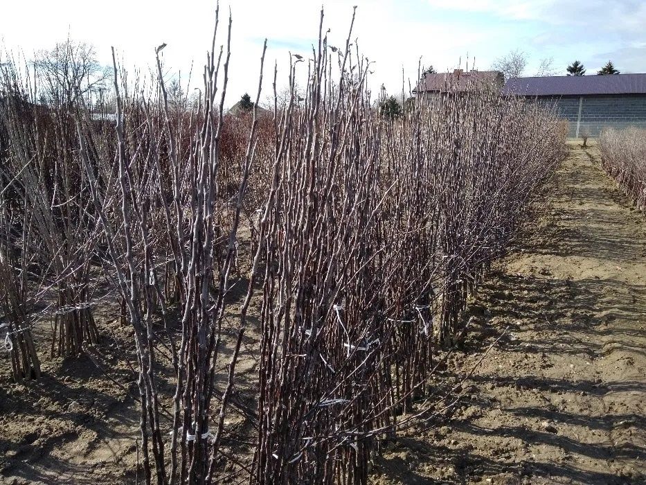 Drzewka owocowe Szkółka drzew i krzewów owocowych Producent Hurt Detal