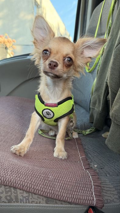 Fantastico Chihuahua