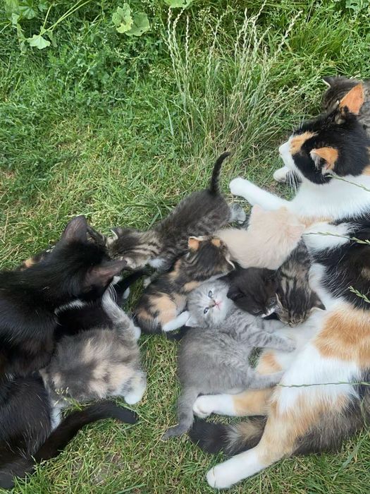 Відам котиків в добрі руки