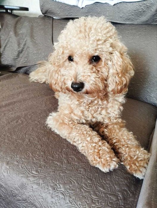 Карликовый (малый) пудель для вязки