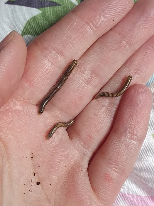 10x Anadenobolus monilicornis - wije, krocionogi